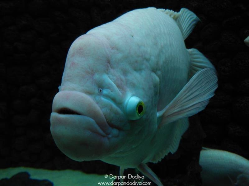 Jagdishchandra Bose Aquarium, Surat Multidisciplinary Underwater