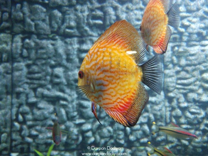 Jagdishchandra Bose Aquarium, Surat Multidisciplinary Underwater