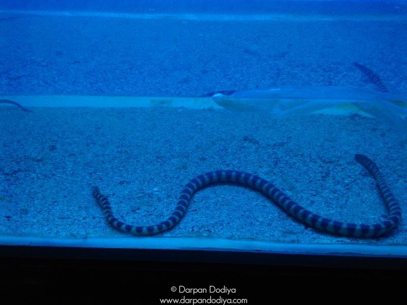 Jagdishchandra Bose Aquarium, Surat Multidisciplinary Underwater