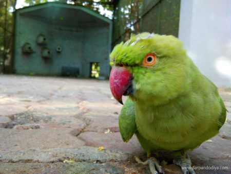 Sarthana Nature Park Zoo Surat - Entry Fess, Timing, Animals, Zoo In Gujarat, Photos, Map