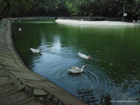 Sarthana Nature Park Zoo Surat - Entry Fess, Timing, Animals, Zoo In Gujarat, Photos, Map