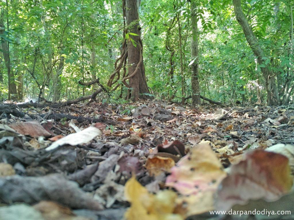 Ground View in Jungle - Vansda National Park, Surat, Gujarat - Timing, Fee, Booking, Contact, Information