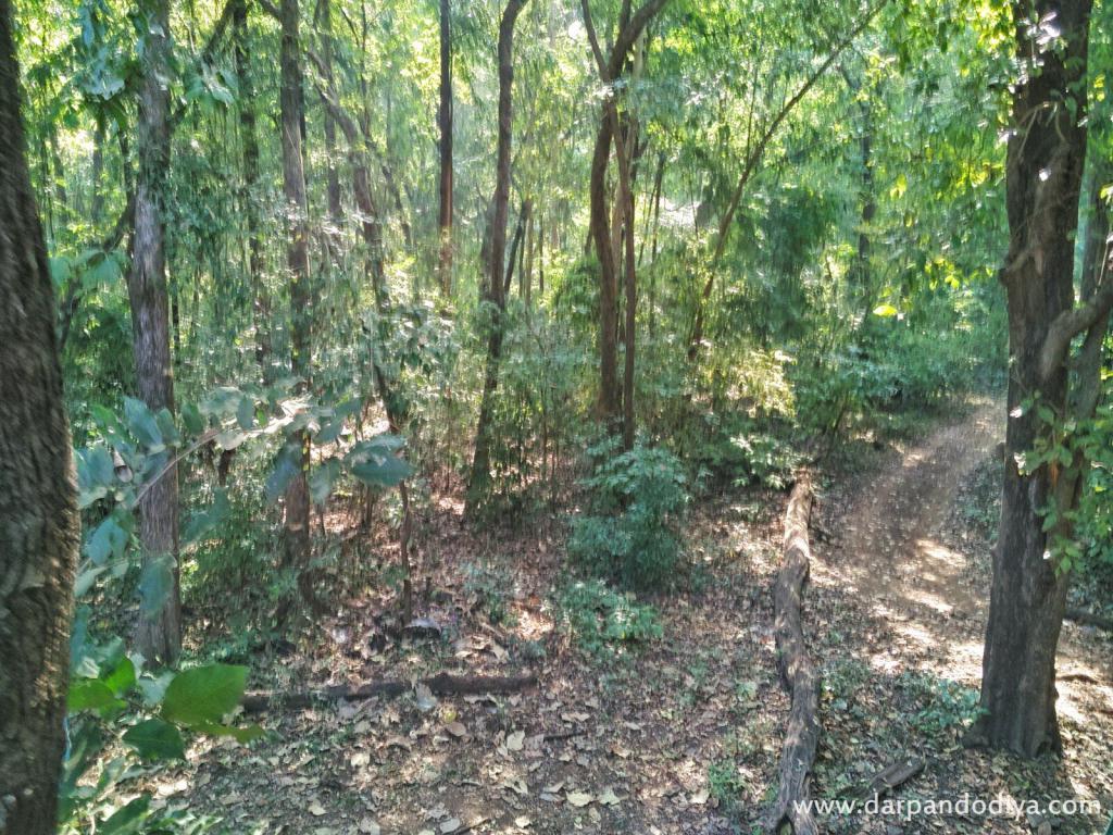 Driveway to Forest - Vansda National Park, Surat, Gujarat - Timing, Fee, Booking, Contact, Information