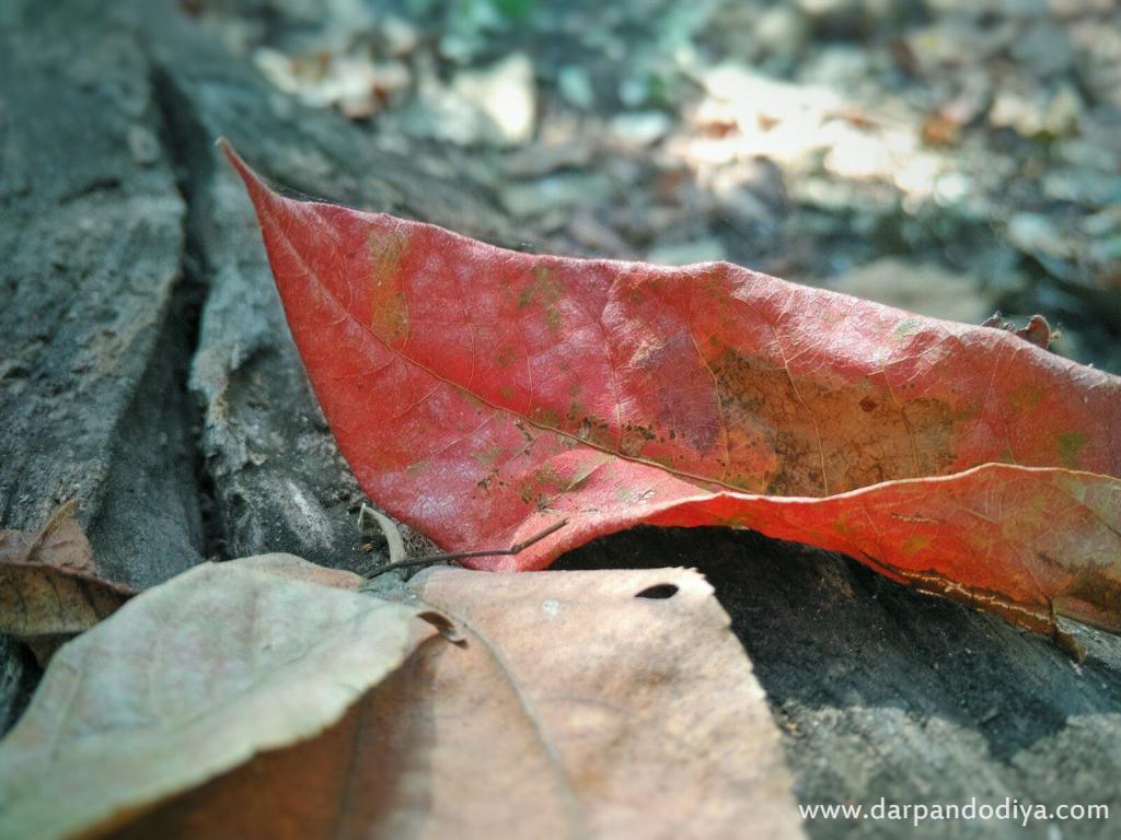 Untouched Leaves - Vansda National Park, Surat, Gujarat - Timing, Fee, Booking, Contact, Information