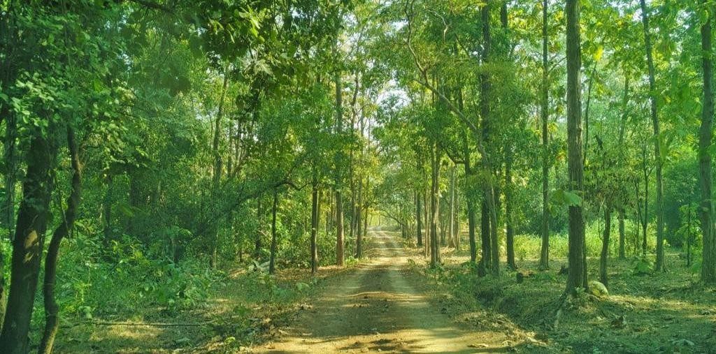 Featured Green Trees - Vansda National Park, Surat, Gujarat - Timing, Fee, Booking, Contact, Information