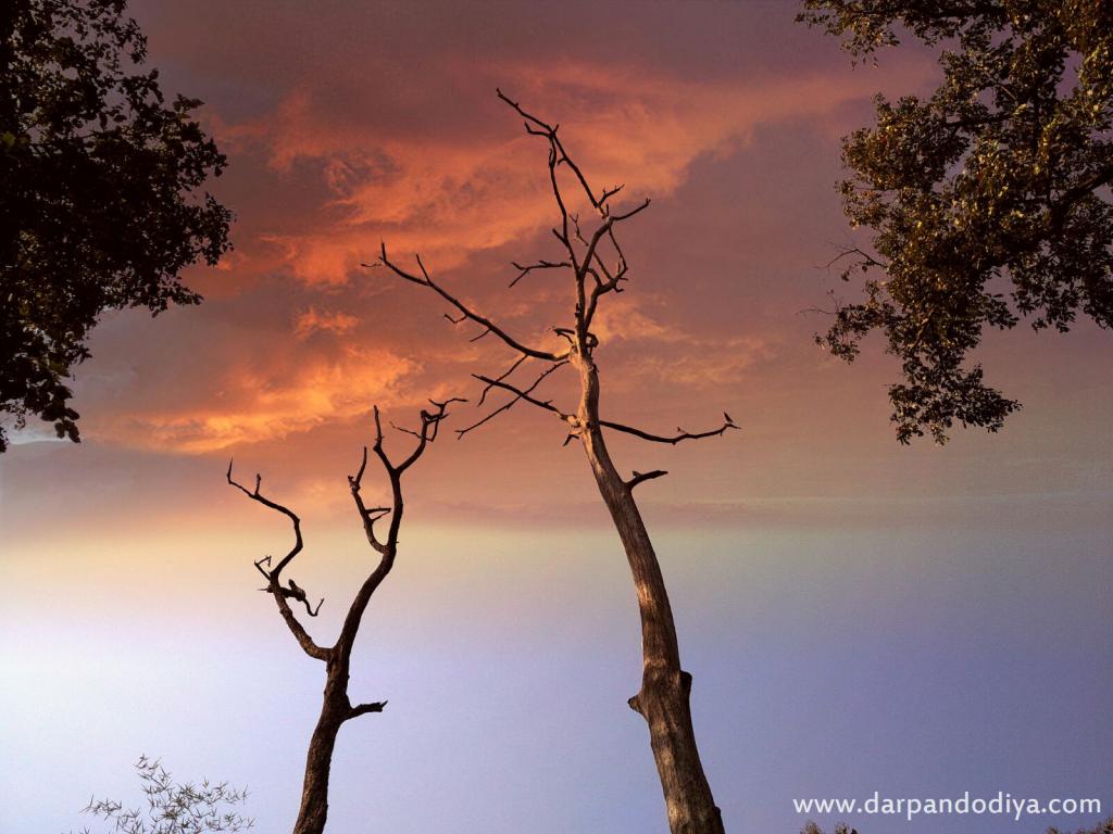 Artistic Trees - Vansda National Park, Surat, Gujarat - Timing, Fee, Booking, Contact, Information