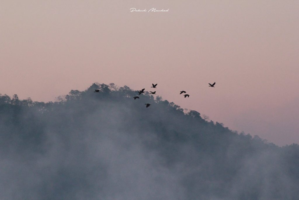 Birds in Motion in the Winter morning - Junaraj Campsite Rajpipla by Palash Mankad