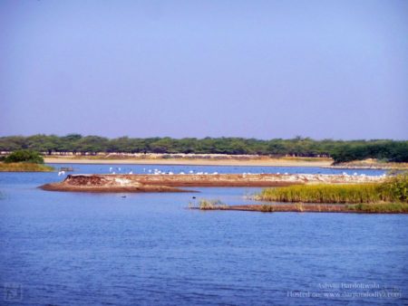 Blackbuck National Park, Velavadar, Bhavnagar, Gujarat