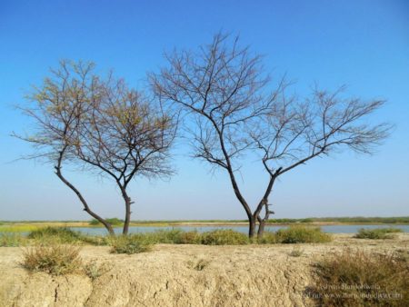 Blackbuck National Park, Velavadar, Bhavnagar, Gujarat