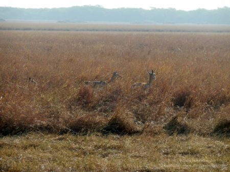 Blackbuck National Park, Velavadar, Bhavnagar, Gujarat