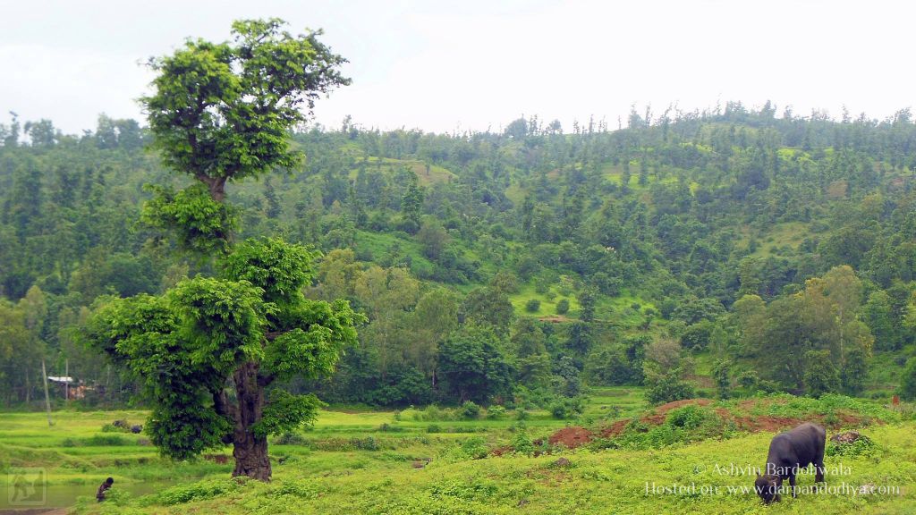 [Photos] [Monsoon] Wilson Hills Dharampur and Shankar Dhodh Waterfalls in Monsoon