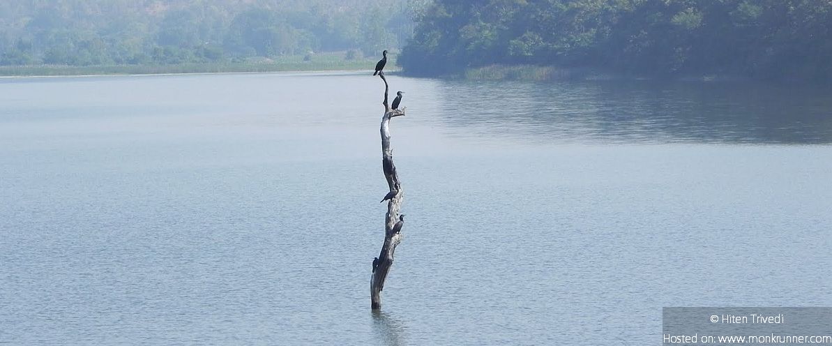 Bird on Lone Tree at Targol Eco Campsite Center In Jambughoda Gujarat Cover