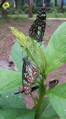 Waghai Botanical Garden, Dang Largest Garden In Gujarat - 2