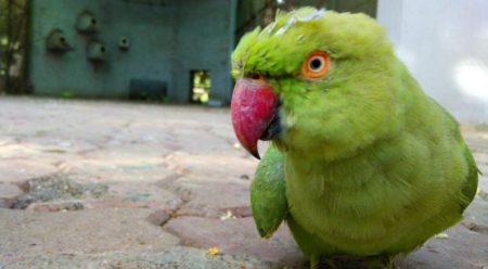 Featured-Sarthana-Nature-Park-Zoo-Surat-Entry-Fess-Timing-Animals-Zoo-In-Gujarat-Photos-Map