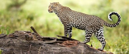 Barda Wildlife Sanctuary Porbandar Cover Blog