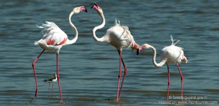 Gaga Wildlife Sanctuary, Jamnagar, Gujarat by forests.gujarat.gov.in Cover Blog