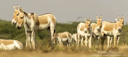 Indian Wild Ass Sanctuary - Little Rann of Kutch, Gujarat Cover Blog