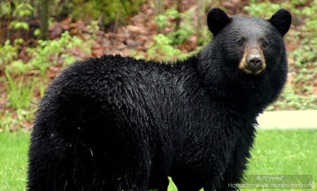 Jessore Sloth Bear Sanctuary Cover Blog