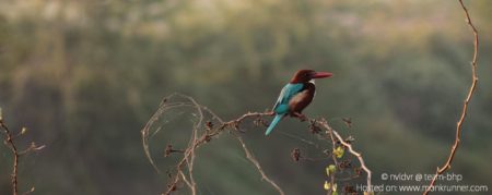 Khijadiya Bird Sanctuary, Jamnagar by nvldvr @ team-bhp Blog