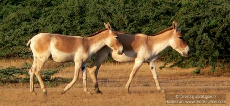 Kutch Desert Wildlife Sanctuary Cover Blog
