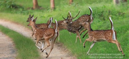 Pania Wildlife Sanctuary, Amreli, Gujarat by wildlife-animal-planet.blogspot.in Cover Blog