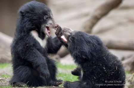 Ratanmahal Sloth Bear Forest Wildlife Sanctuary by Lukas Schulze Cover