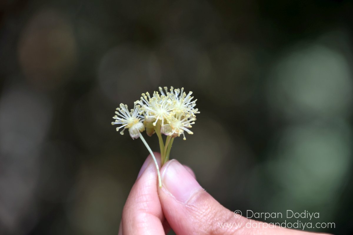 [Photo Story] Cubbon Park, Bangalore