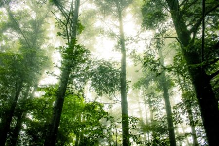 A Trip to Shoolpaneshwar and Purna Wildlife Sanctuaries